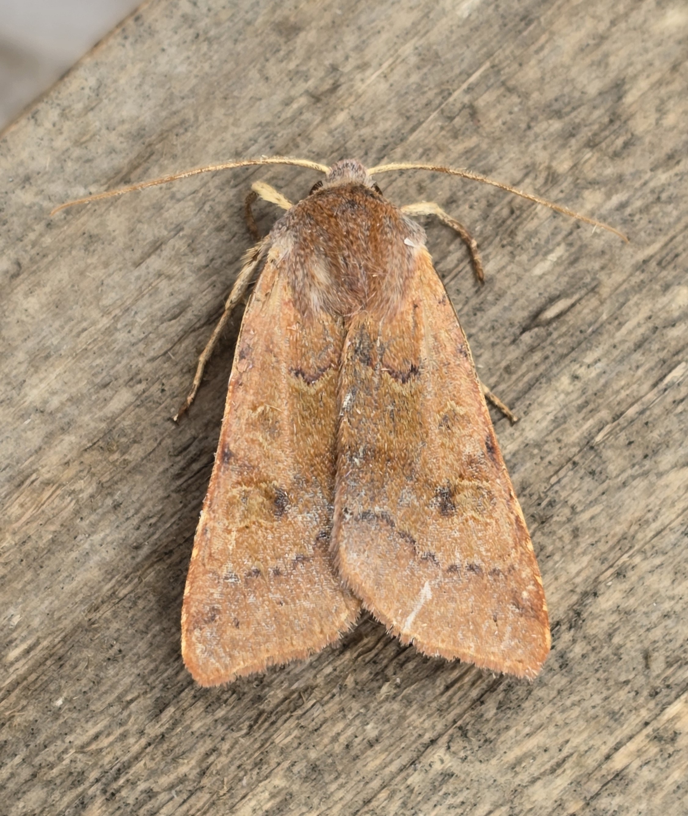 Photo of Flounced Chestnut (Agrochola helvola)